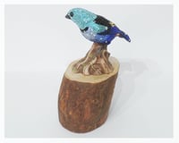 Image 2 of Fully Crystallised Seven-Coloured Tanager Bird