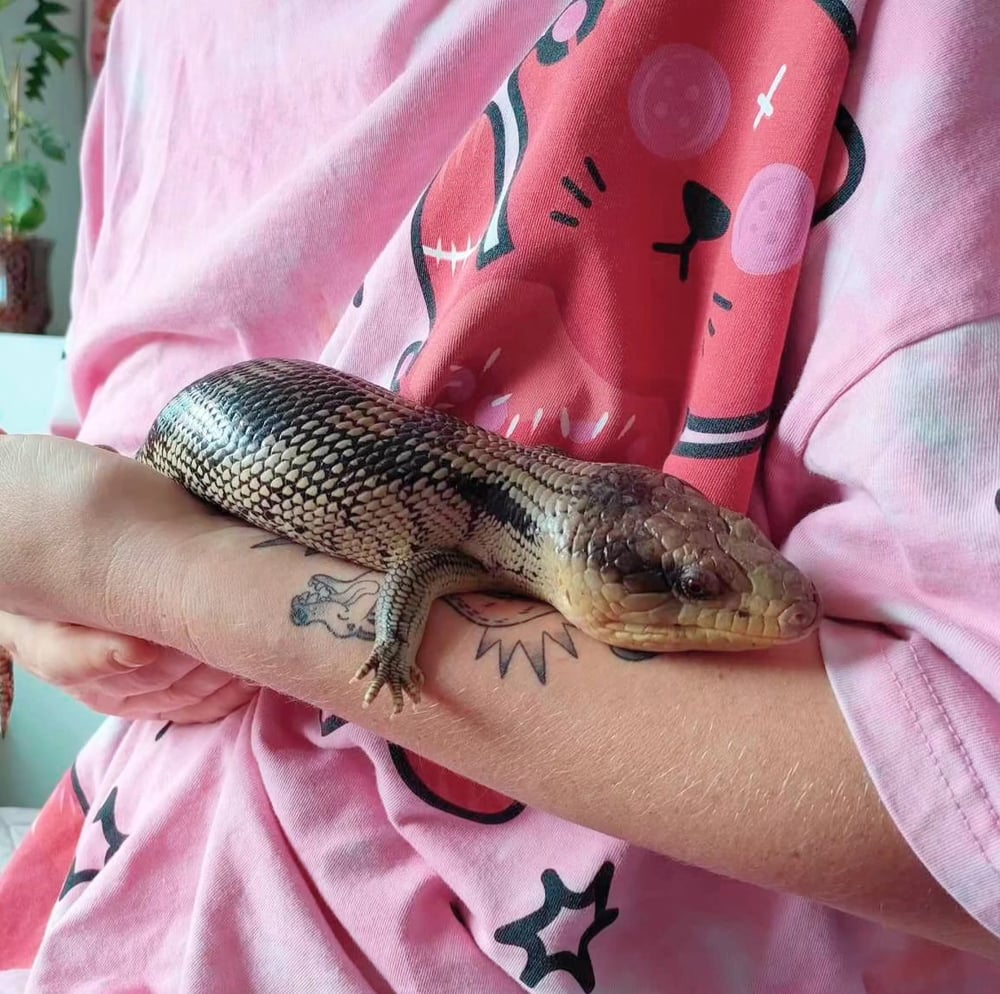 Image of Hank the blue tongue 