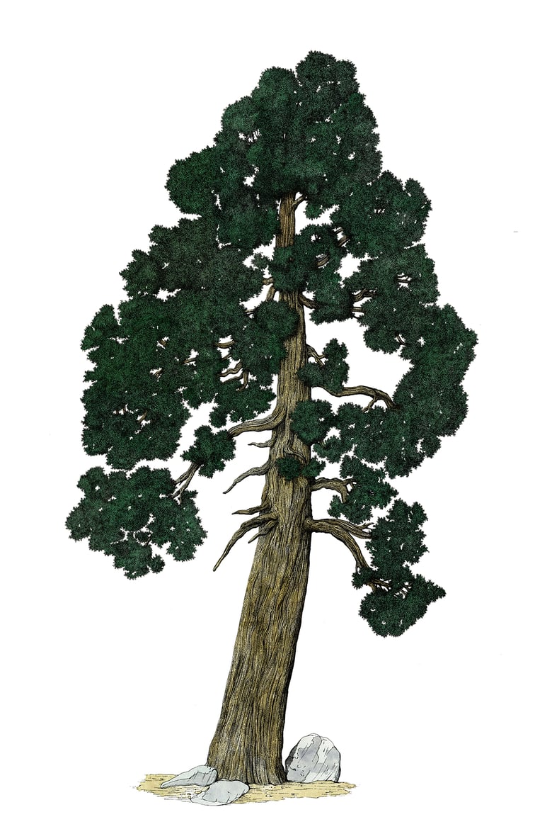 Image of Jeffrey Pine 