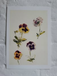 Pansies no. 1 print