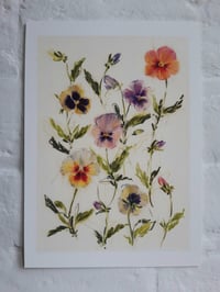 Pansies no. 2 print