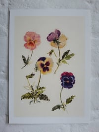 Pansies no. 3 print