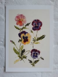 Pansies no. 4 print