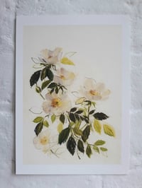 Dog roses no. 1 print