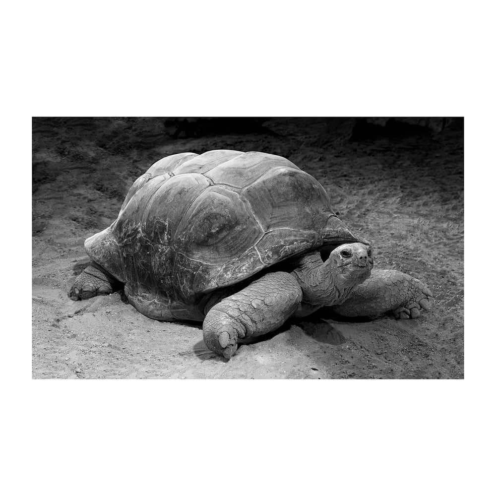  Aldabra tortoise / Artis Amsterdam