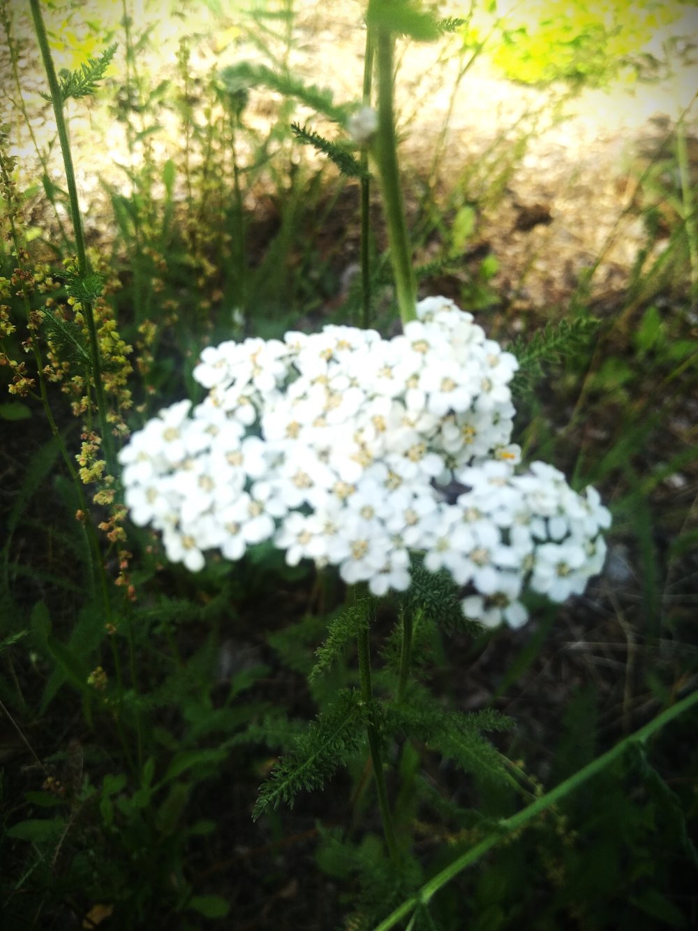 Yarrow Tincture 2oz