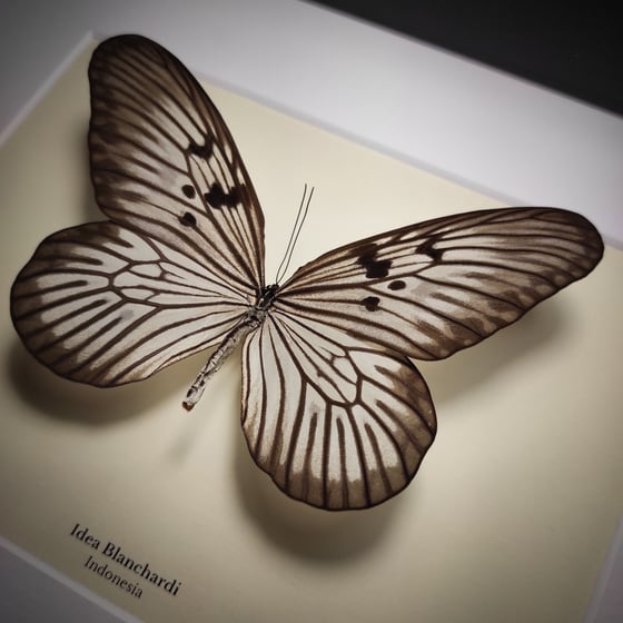 Image of Idea blanchardi