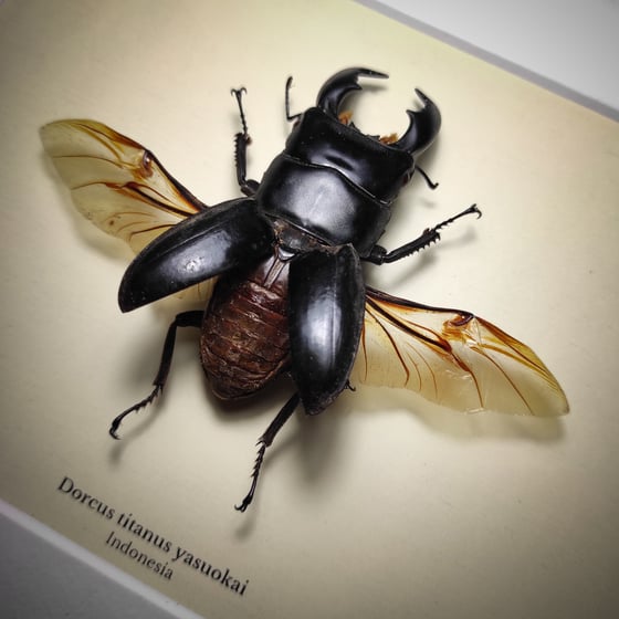 Image of Dorcus titanus yasuokai