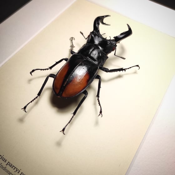 Image of Hexarthrius parryi paradoxus