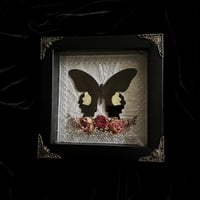 Gothic Romance - Papilio Fuscus Butterfly