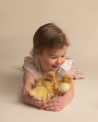 Image 4 of Duckling Experience Sunday 24th March 2024