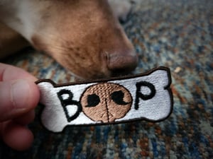 Image of Boop the Snoot!