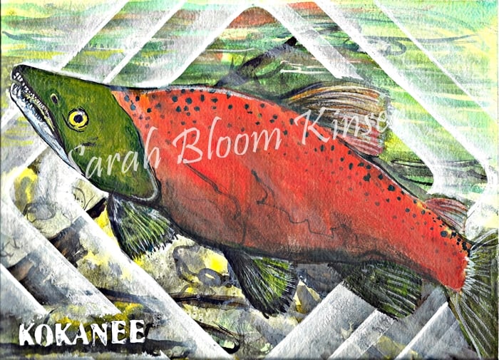 Image of Kokanee