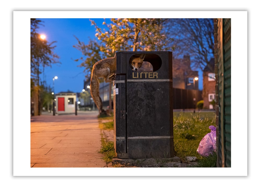 Image of Opportuniy Fox