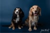 Fine Art Dog Portraits - Saturday 9th March 2024 (Navy Background)