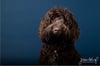 Fine Art Dog Portraits - Saturday 9th March 2024 (Navy Background)