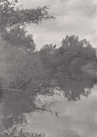 Cormorant, A4 giclée print of plant-developed film