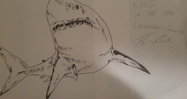 CARCHARADON CARCHARIAS- THE GREAT WHITE