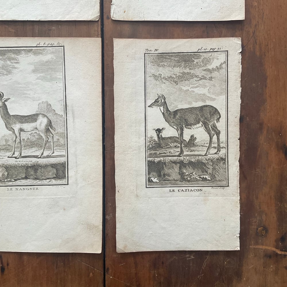 Image of French Natural History Pictures no.2