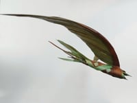 Image 1 of MATTHIEU DAGORN - Bird 3