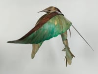 Image 2 of MATTHIEU DAGORN - Bird 4