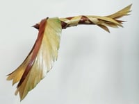 Image 1 of MATTHIEU DAGORN - Bird 8