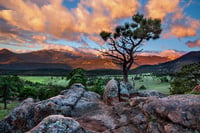 Rocky Mountain Bonsai Sunrise 