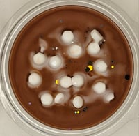 Image 2 of Hot Chocolate with marshmallows wax melt (house blend)