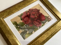 Image 1 of Plum Peony