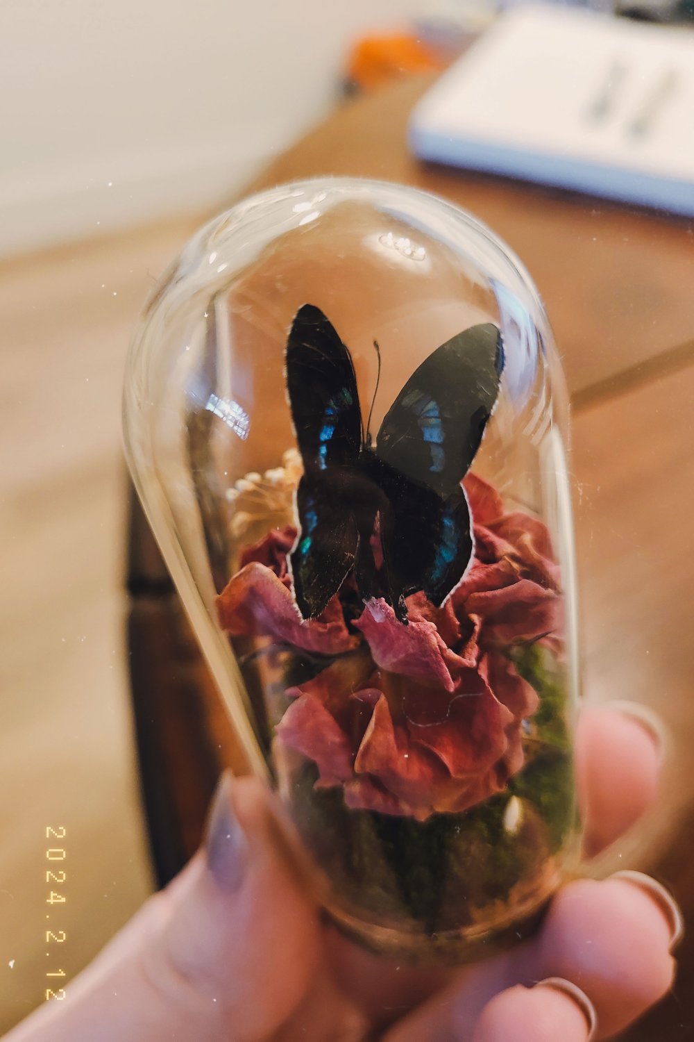 Image of Deaethria Clymena Butterfly Dome