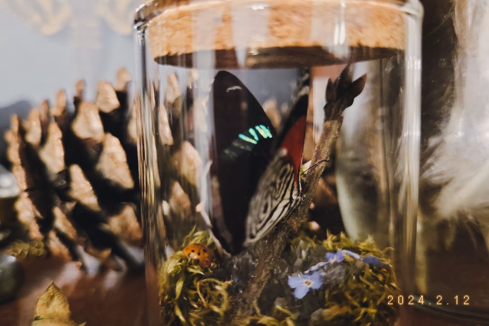 Image of Deaethria Clymena Specimen Jar