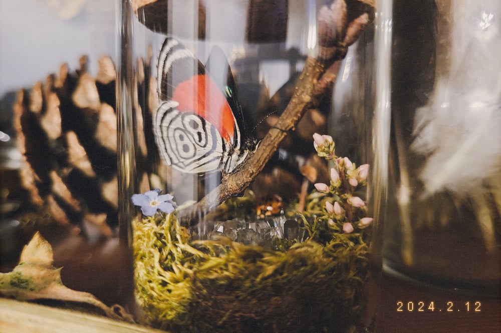 Image of Deaethria Clymena Specimen Jar
