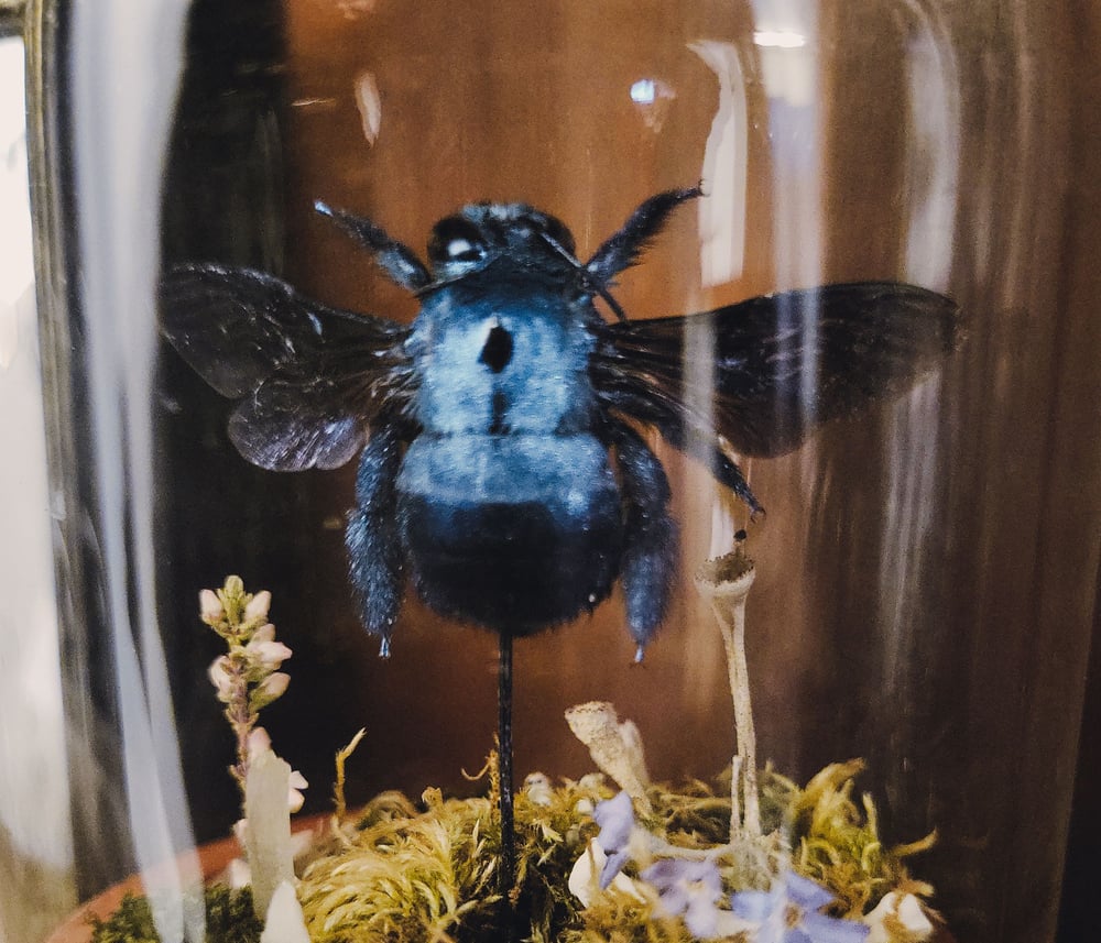 Image of Blue Carpenter Bee Mini World