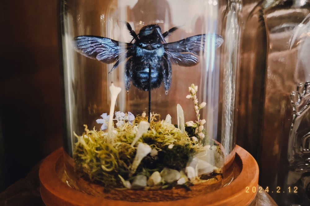 Image of Blue Carpenter Bee Mini World
