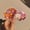 Image of Korilakkuma & Rilakkuma Bear Car Glitter Stardust Waterproof Sticker