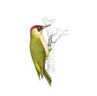 Image 3 of GREEN WOODPECKER  BLANK CARD