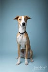 Fine Art Dog Portraits - Saturday 23rd March 2024 (LIGHT BLUE BACKGROUND)
