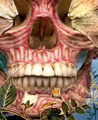 Image of Metamorphosis