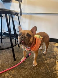 Image 2 of Two Tone Triangle Bandana with Chainstitch Embroidery