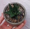 Small Round Pot