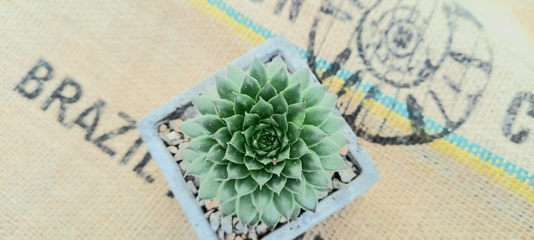 Medium Square Pot