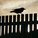 Bird at Holywell Bay Papercut Artwork 