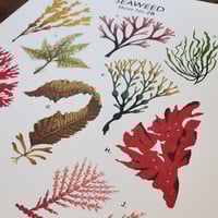 Image 2 of Seaweed School Chart