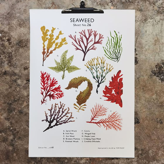 Image of Seaweed School Chart