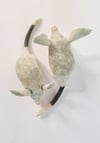 PRE-ORDER for one Greater Bilby