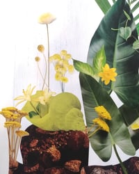 Image 2 of Walking Nature