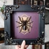 Framed tarantula with agate stone