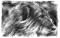 Scottish Deerhound