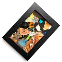 Image 2 of Butterfly & Moth Wing Framed Collage I