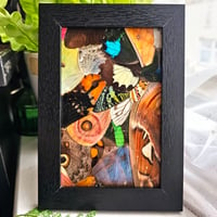 Image 3 of Butterfly & Moth Wing Framed Collage I